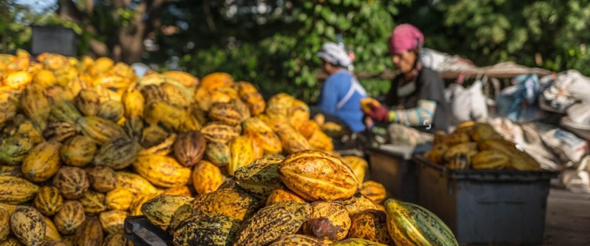 stock-photo-fresh-cocoa-fruit-in-cocoa-factory-2100528235